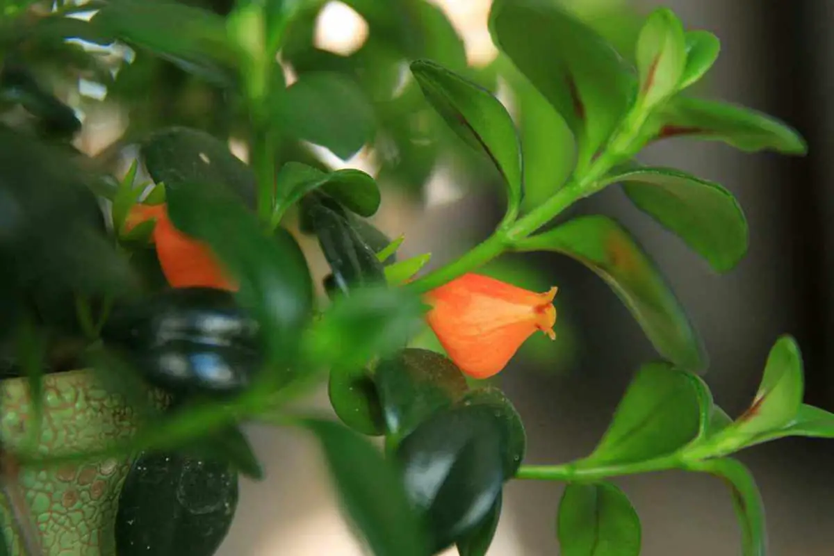 Nematanthus wettsteinii