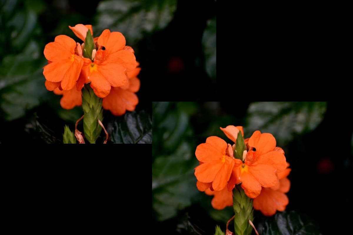 Crossandra infundibuliformis