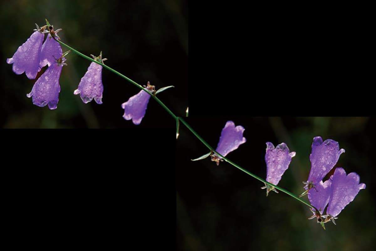 Campanula medium