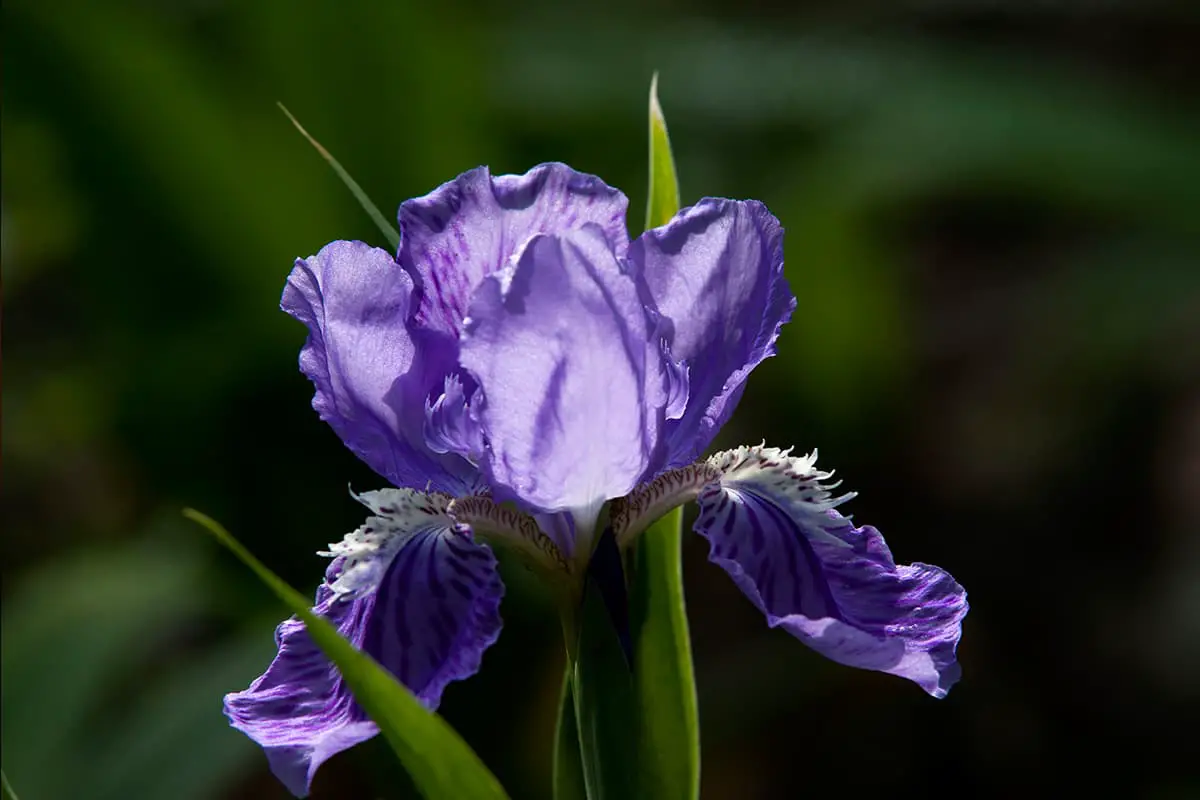 Iris germanica