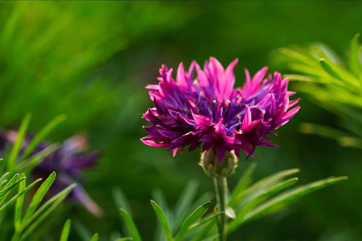 Centaurea cyanus