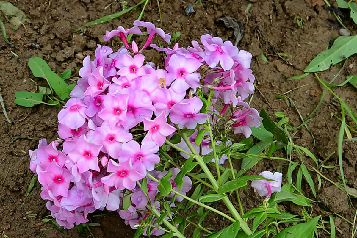 Glandularia hybrida