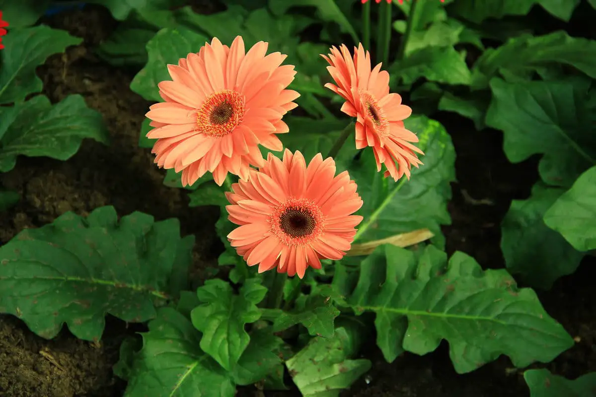 Gerbera jamesonii