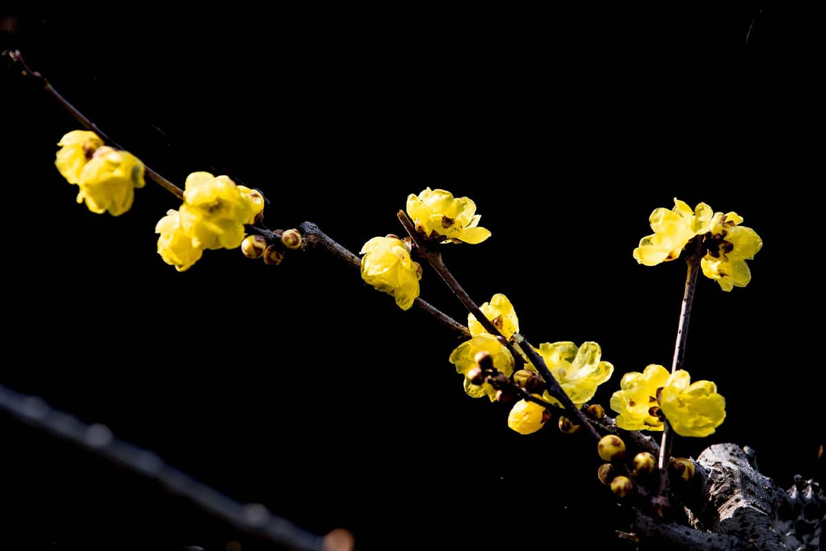 Chimonanthus praecox