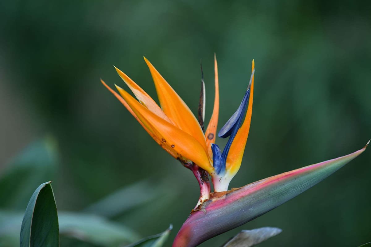 Strelitzia reginae