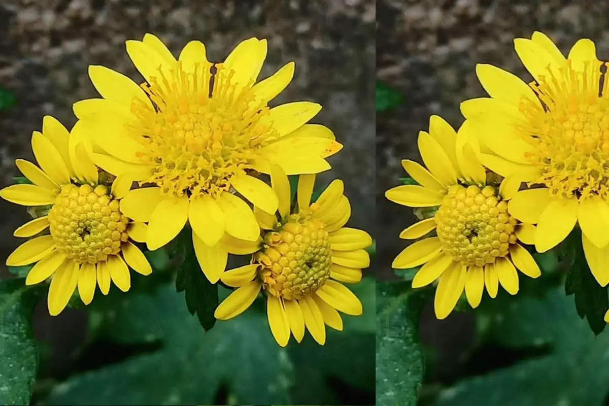  Chrysanten, een van de tien beroemde bloemen van China