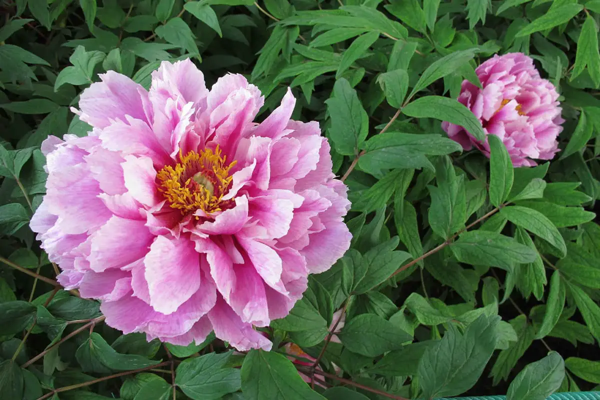 Chinese Peony, Blooming period: May - June