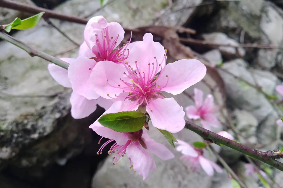 Peach Blossoms, Blooming period: March-April