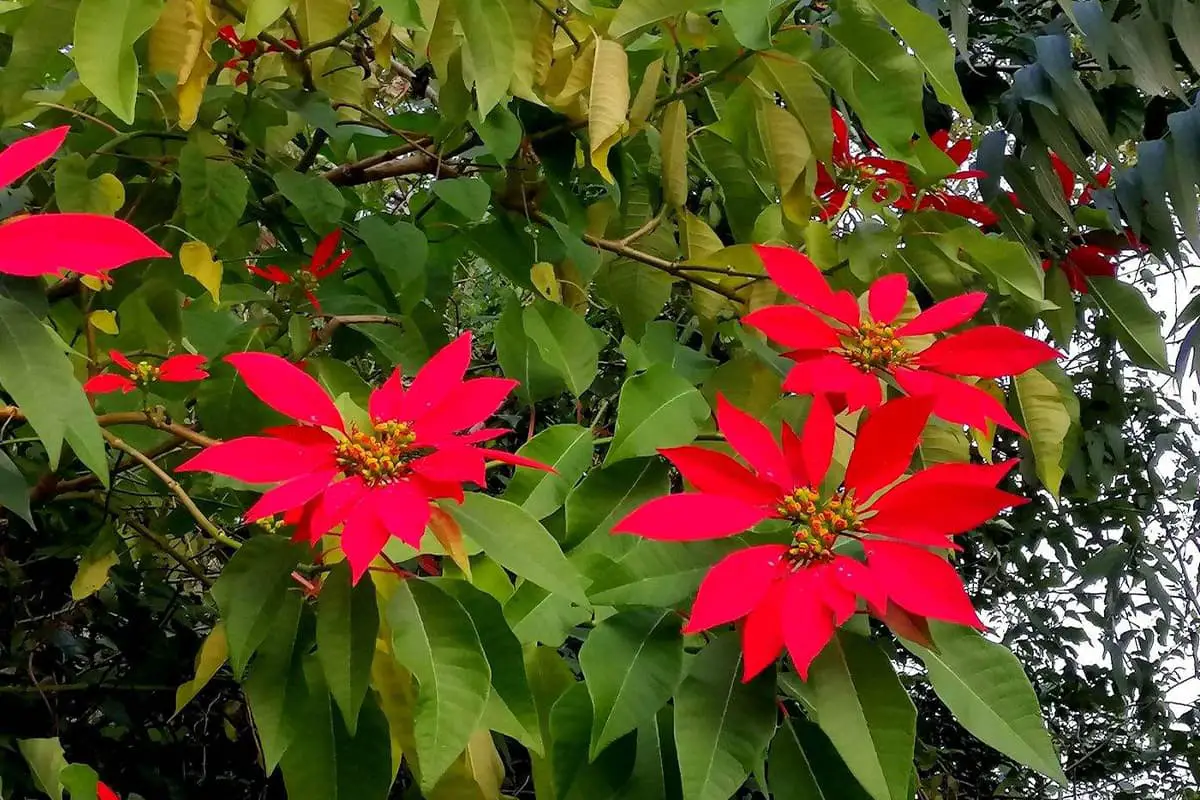 Poinsettia