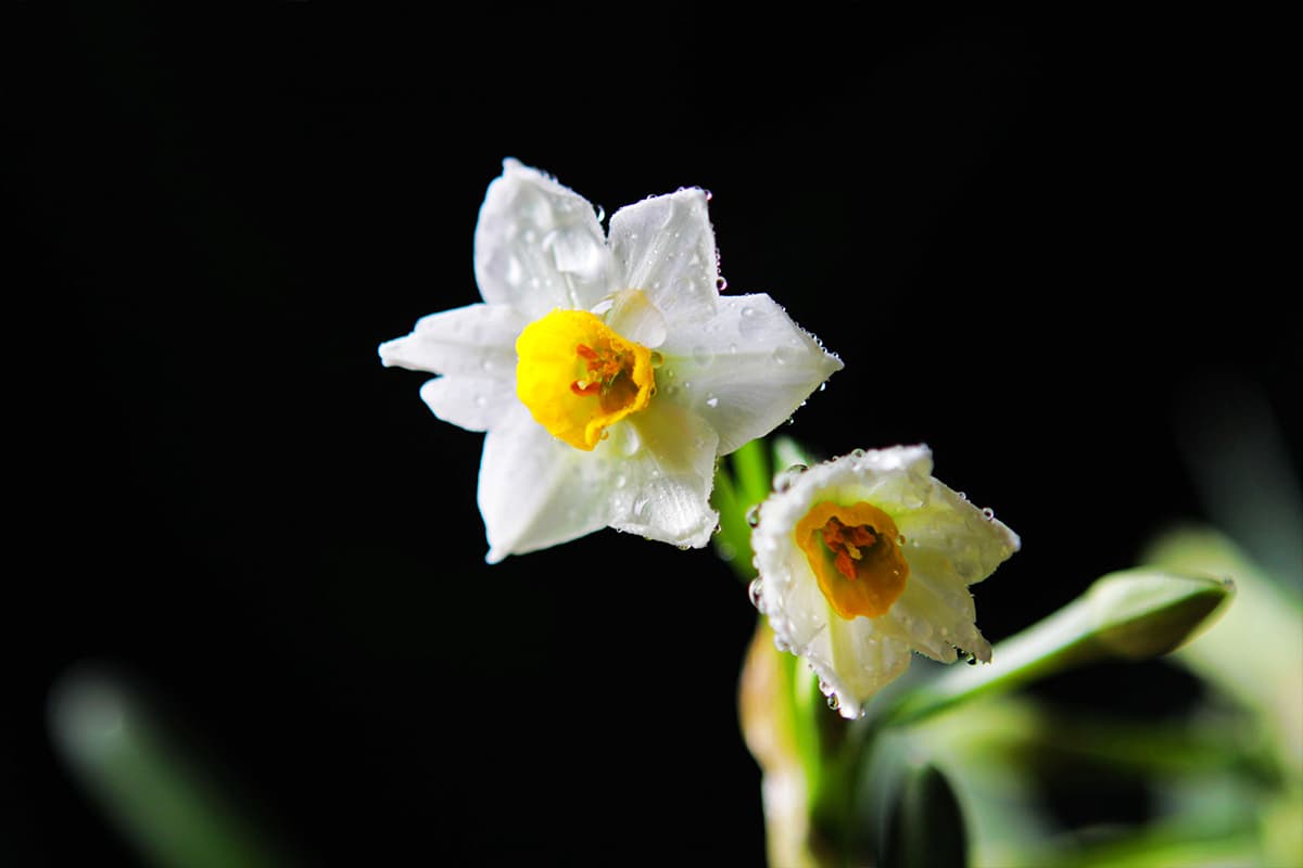 Blooming from January to February