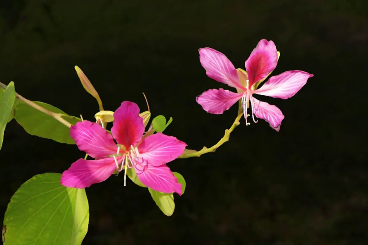 Bauhinia Purpurea