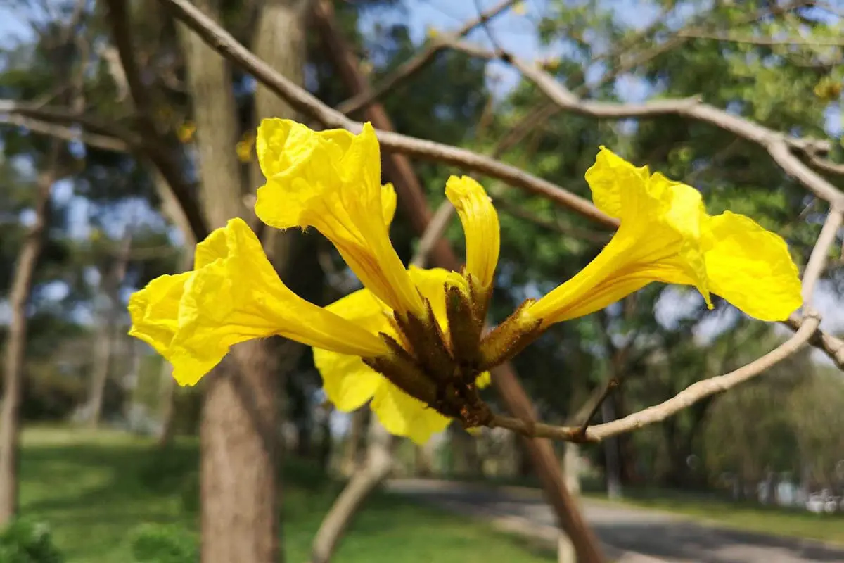 Tabebuia Chrysantha