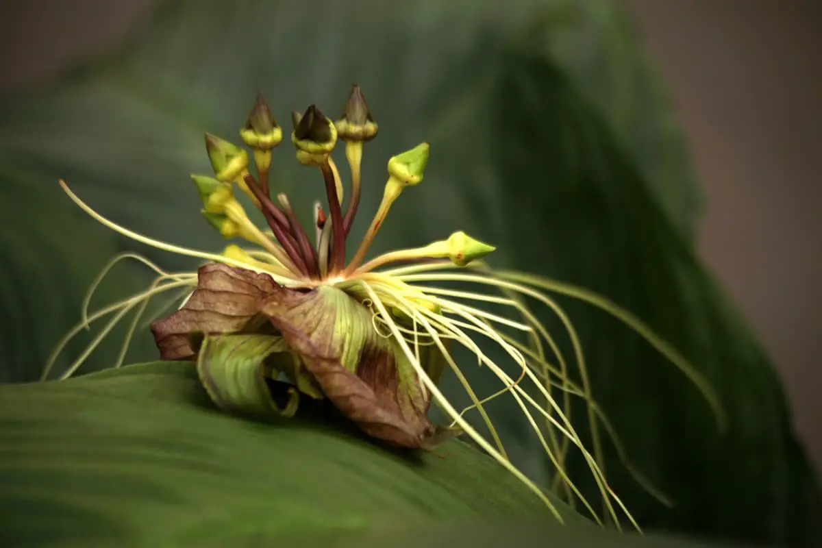 Tacca Chantrieri