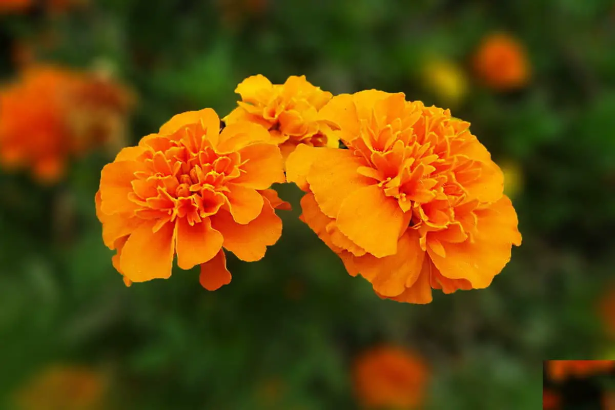 Tagetes Erecta