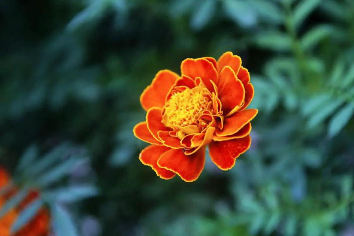 Tagetes Patula