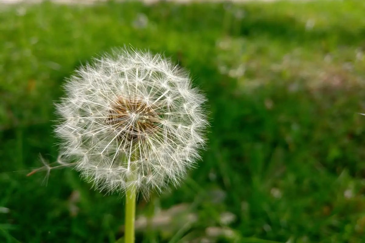 Taraxacum Mongolicum