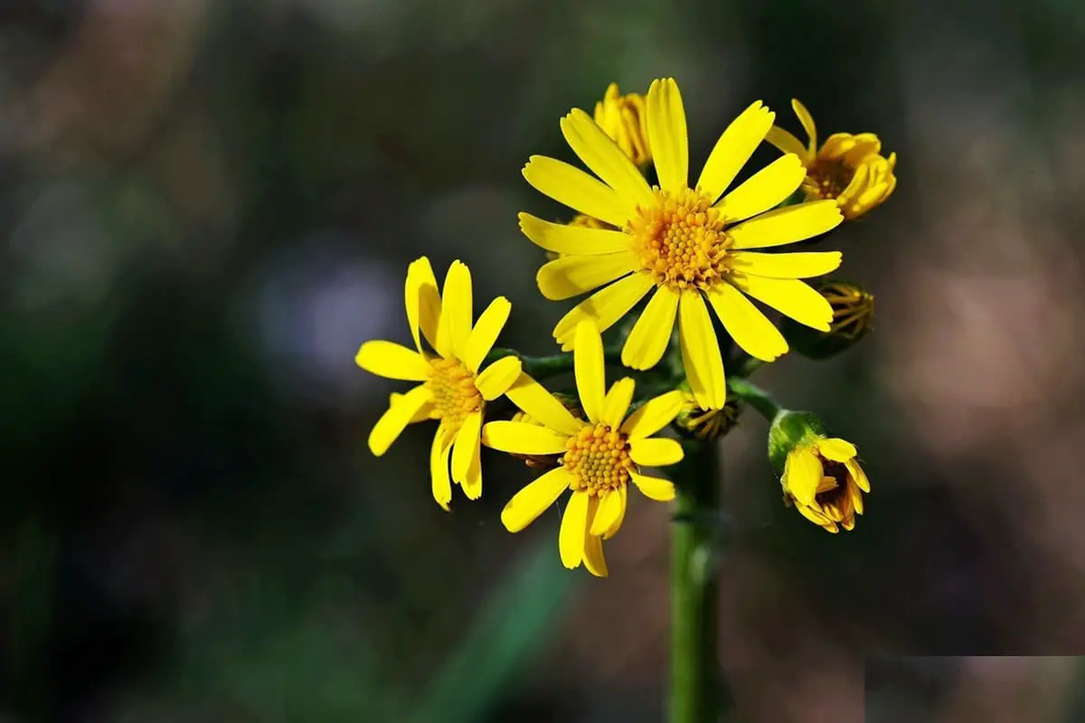 Tephroseris Kirilowii