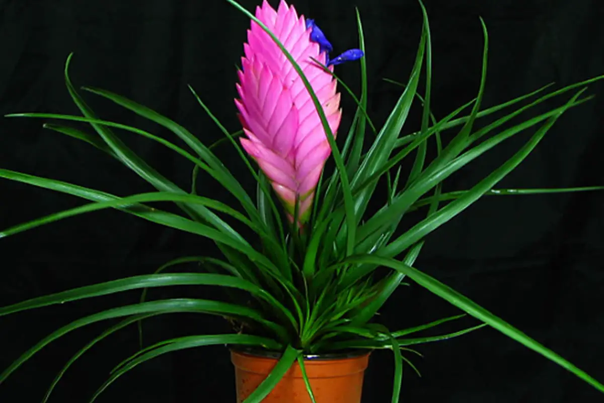 Tillandsia Cyanea