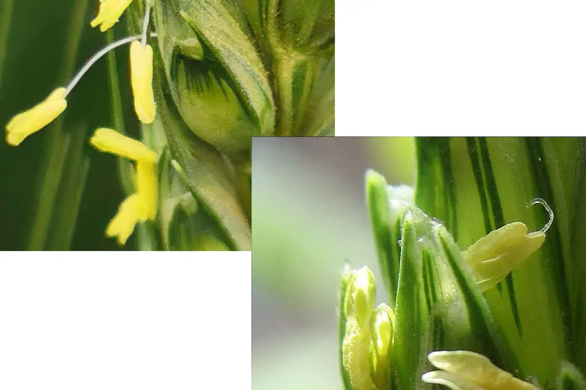 Triticum Aestivum