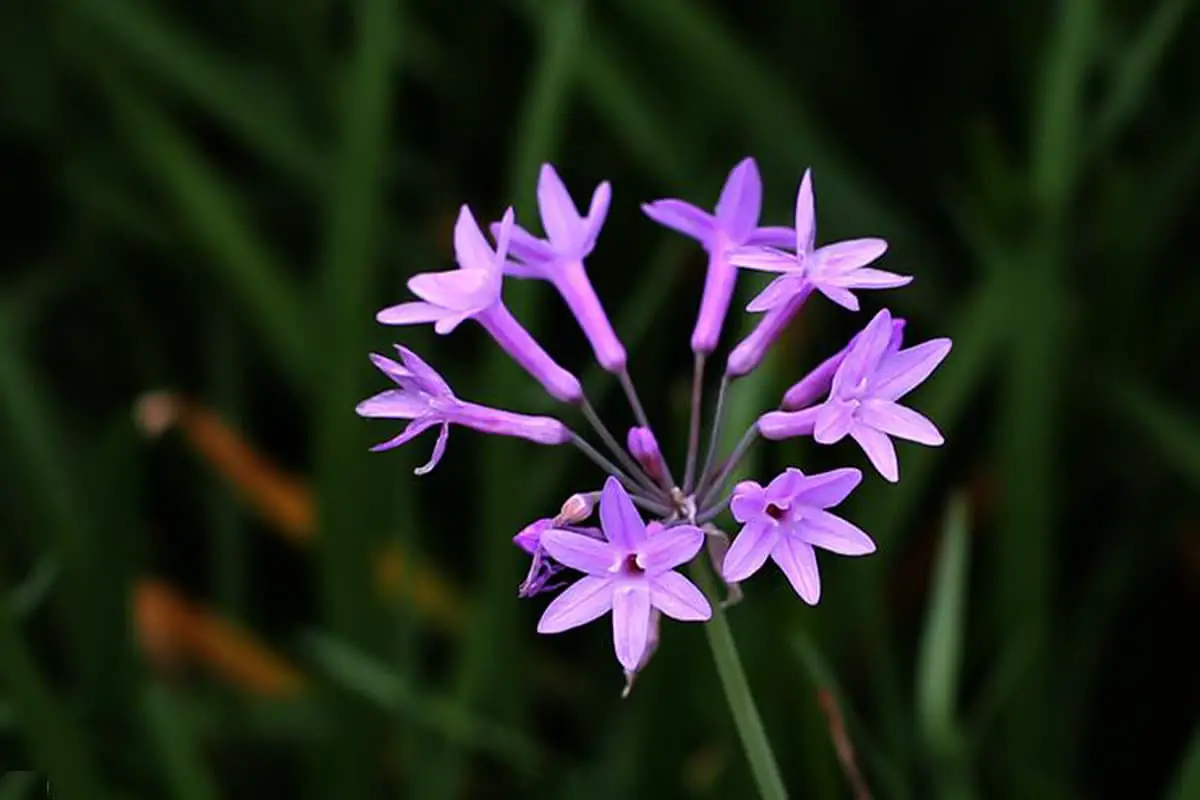 Tulbaghia Violacea