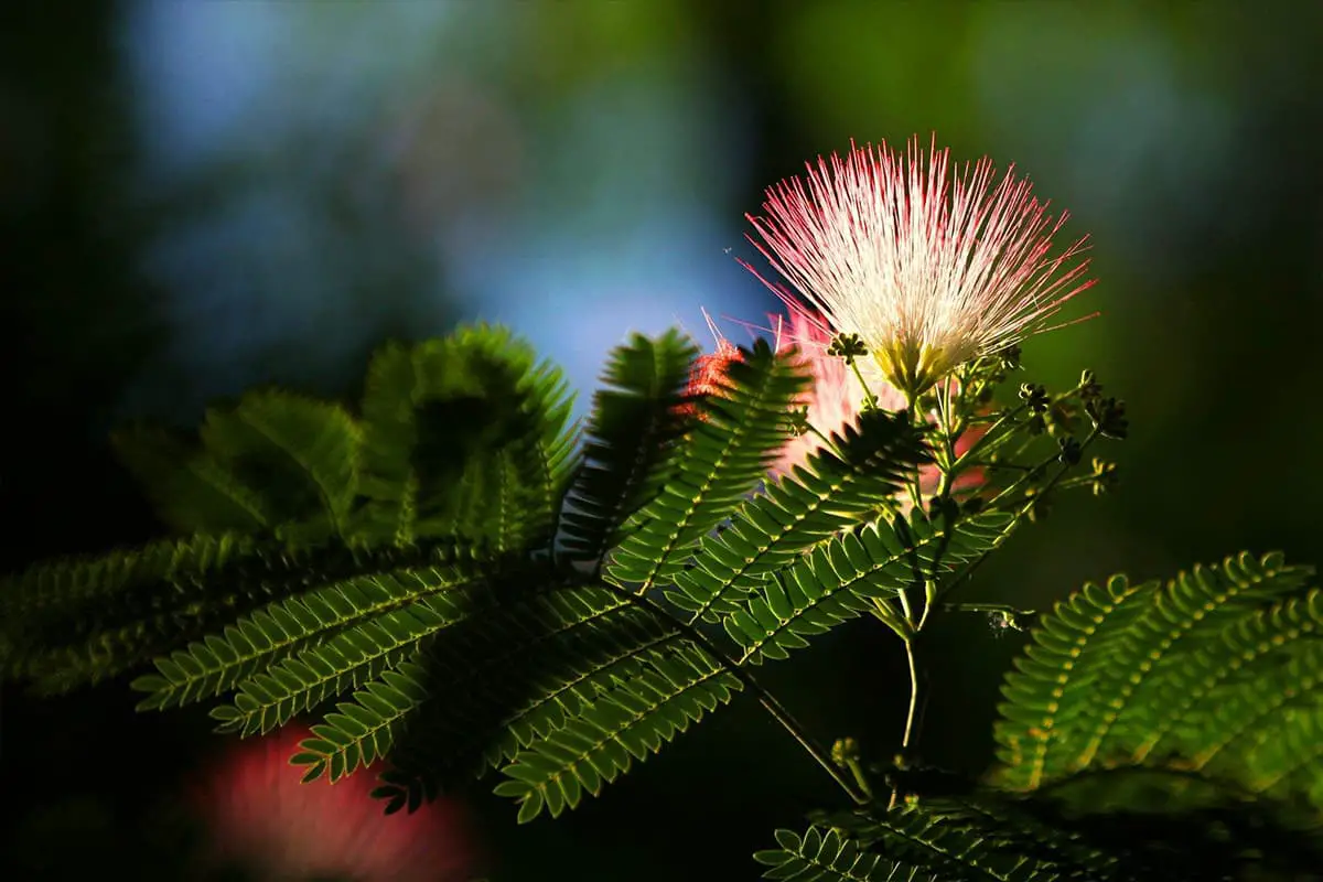 Albizia julibrissin