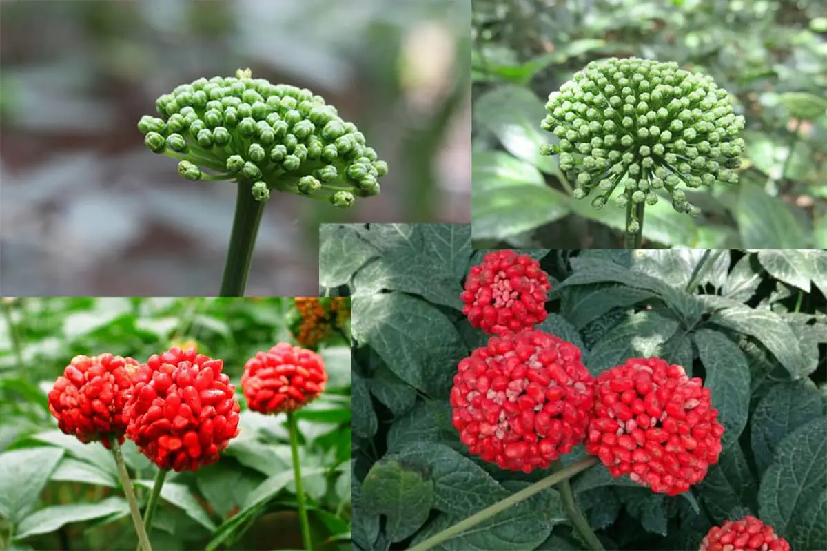 Panax notoginseng