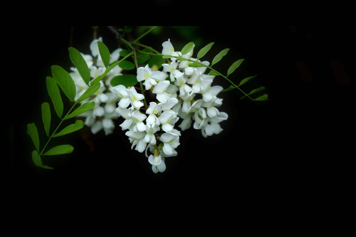 Sophora japonica