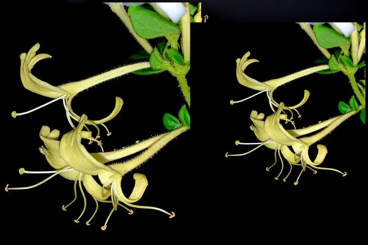 Lonicera japonica