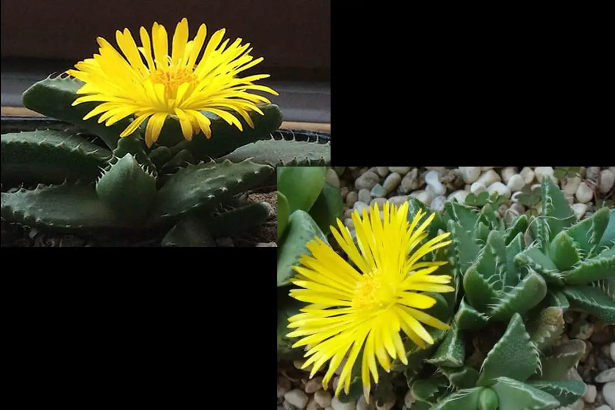 Faucaria Tigrina