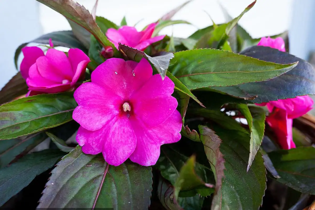 Impatiens Hawkeri