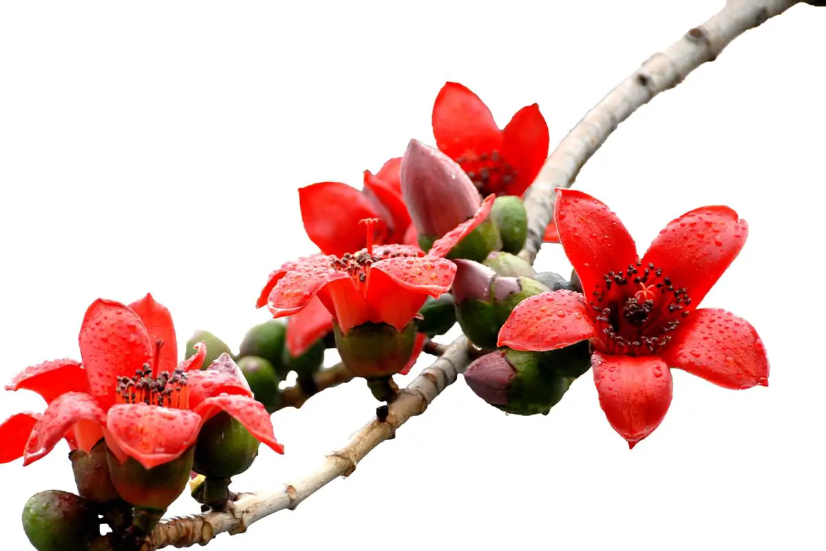 Learn About the Kapok: Basics, Growth and Care