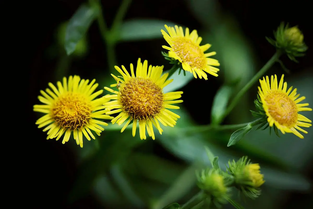 Inula Japonica