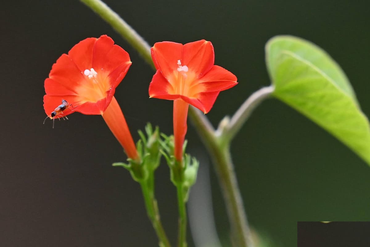 Ipomoea Cholulensis