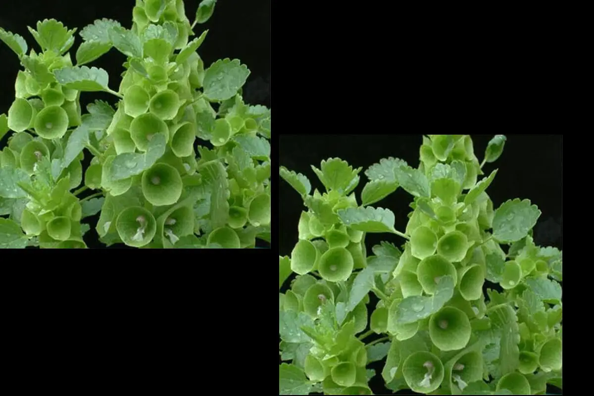 Moluccella laevis