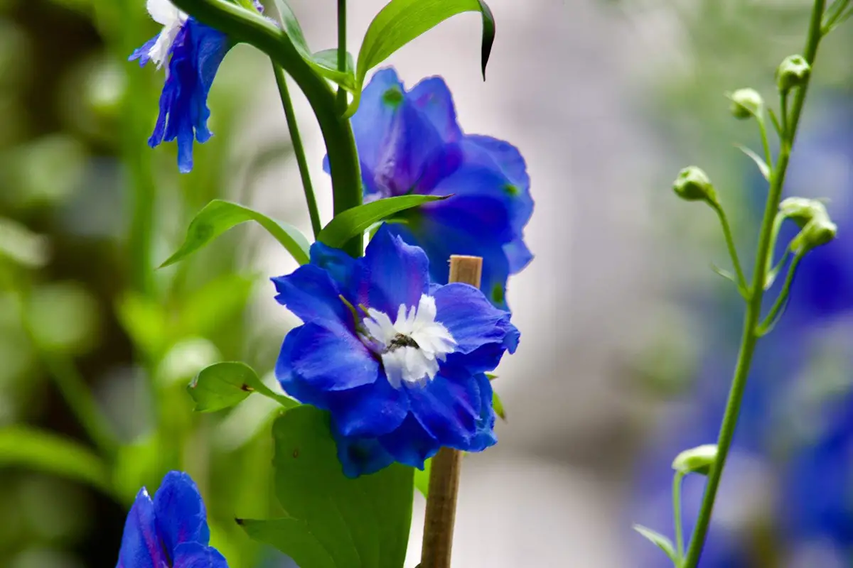 Rittersporn (Delphinium grandiflorum)