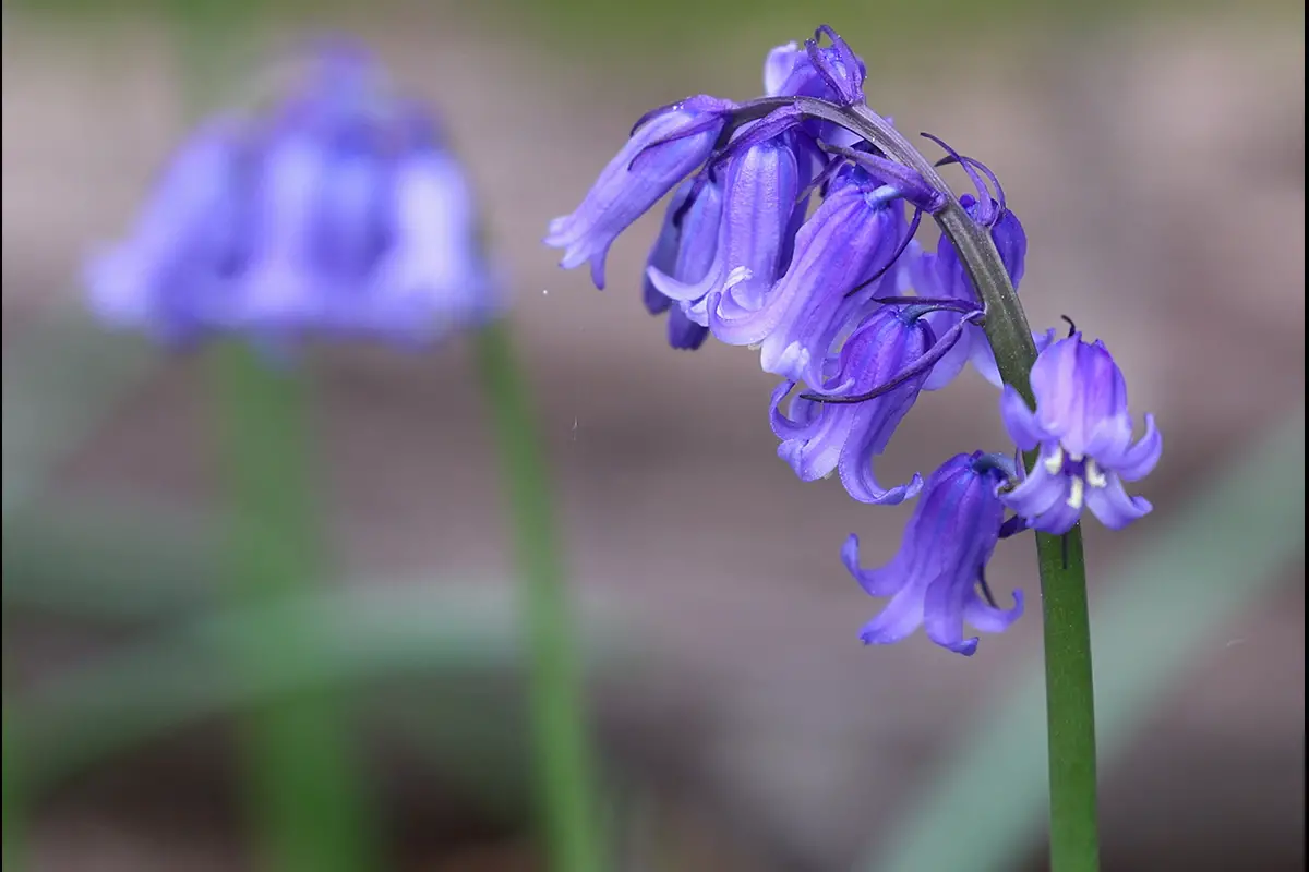 Hyacinthoides non-scripta