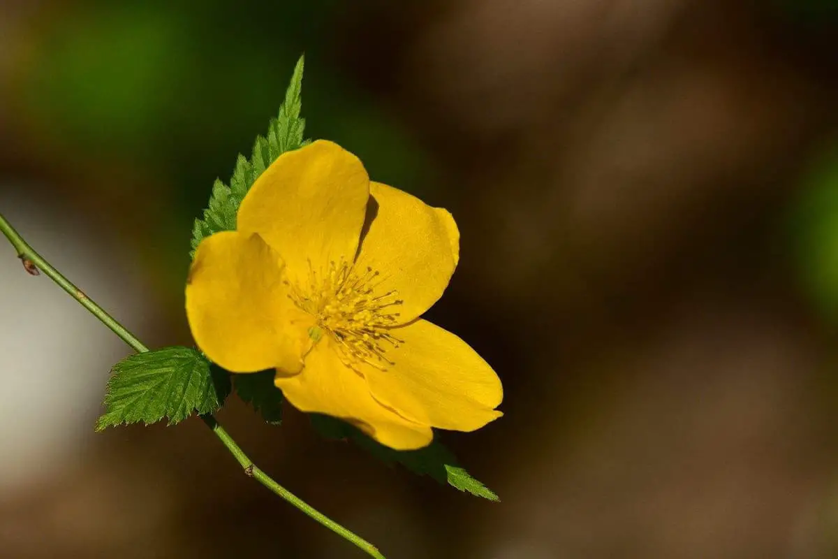 Kerria japonica