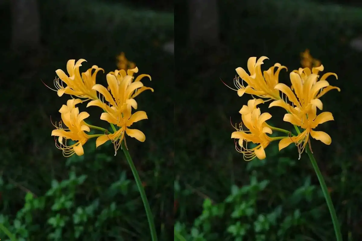 Lycoris aurea