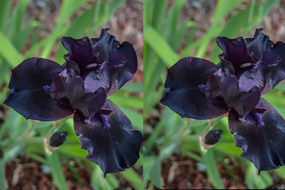 Iris nigricans