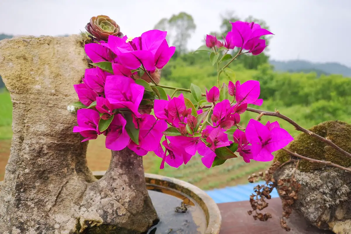Bougainvillea spectabilis