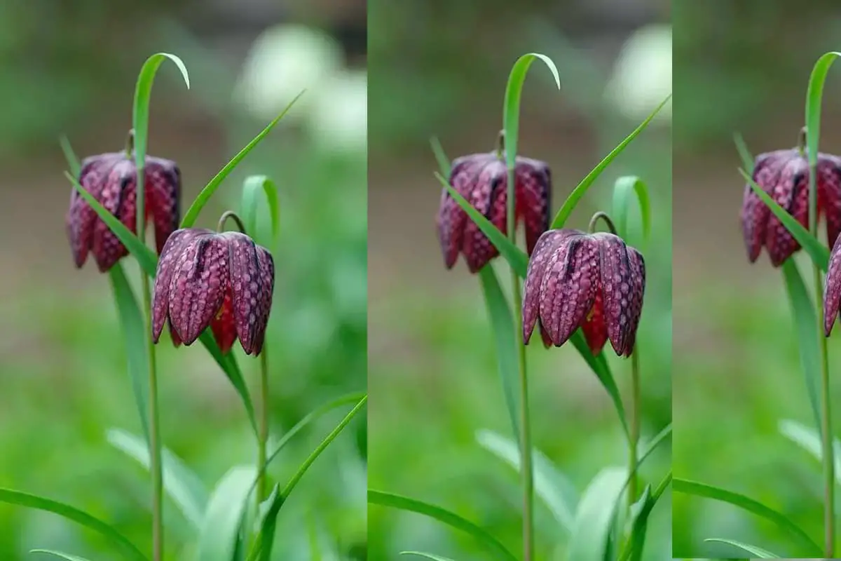 Fritillaria persica