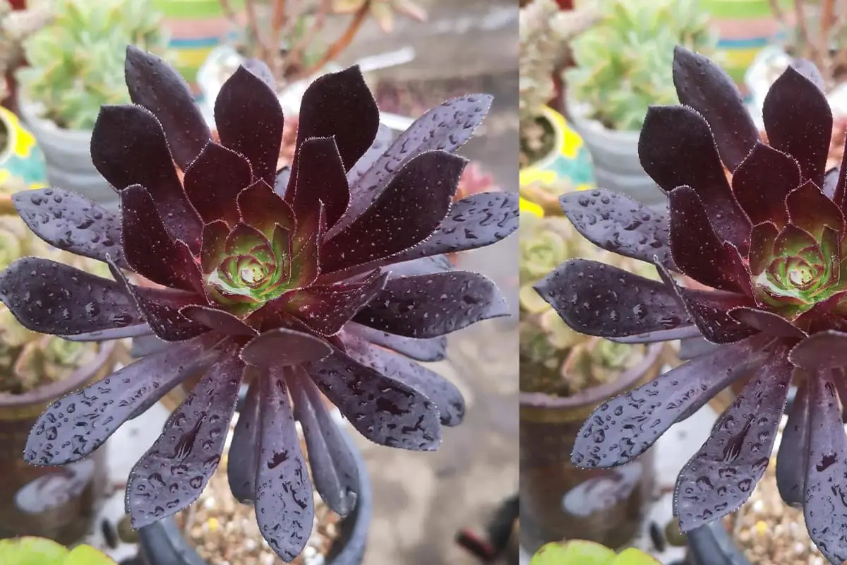 Aeonium arboreum