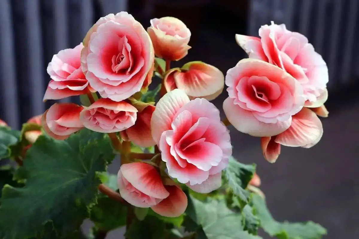 Learn About the Rieger Begonias: Basics, Growth & Care, Value and More