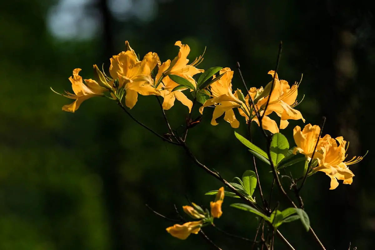 Rhododendron molle