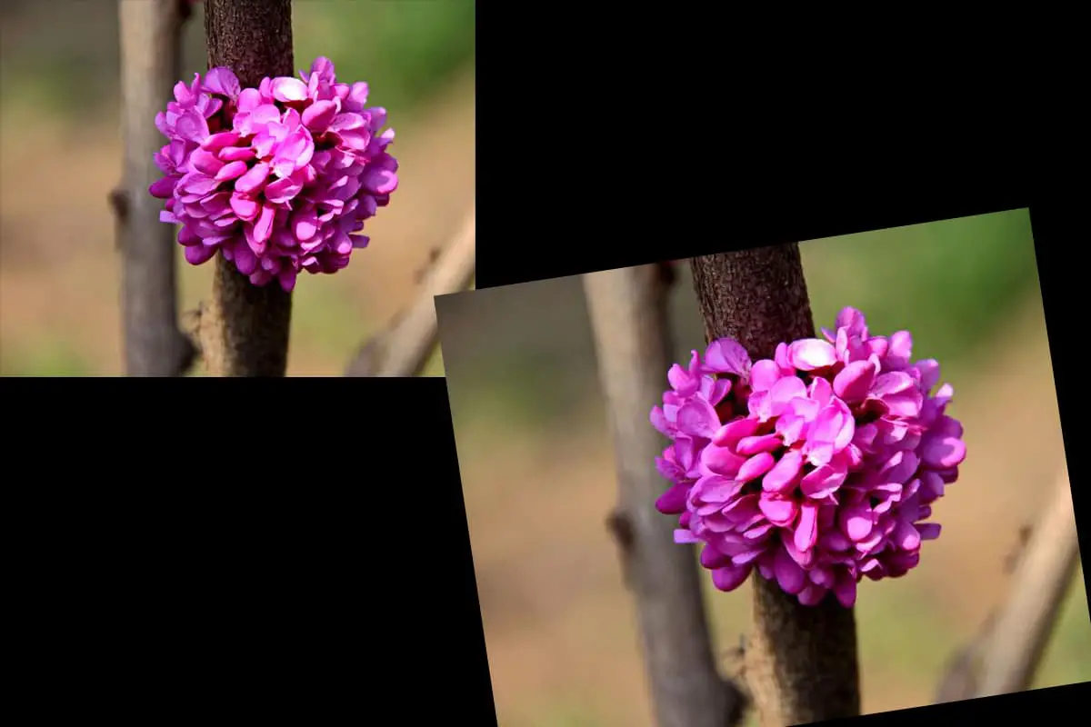 Cercis chinensis