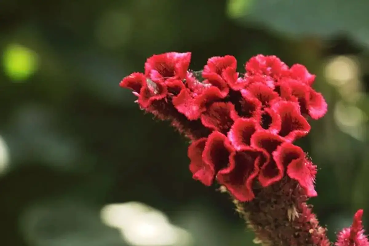 Celosia cristata