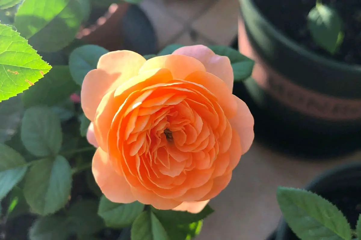 Rosa chinensis