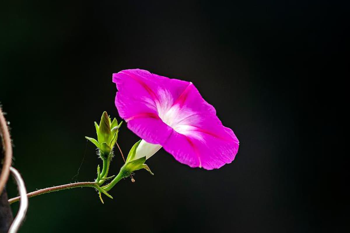 Ipomoea Nil