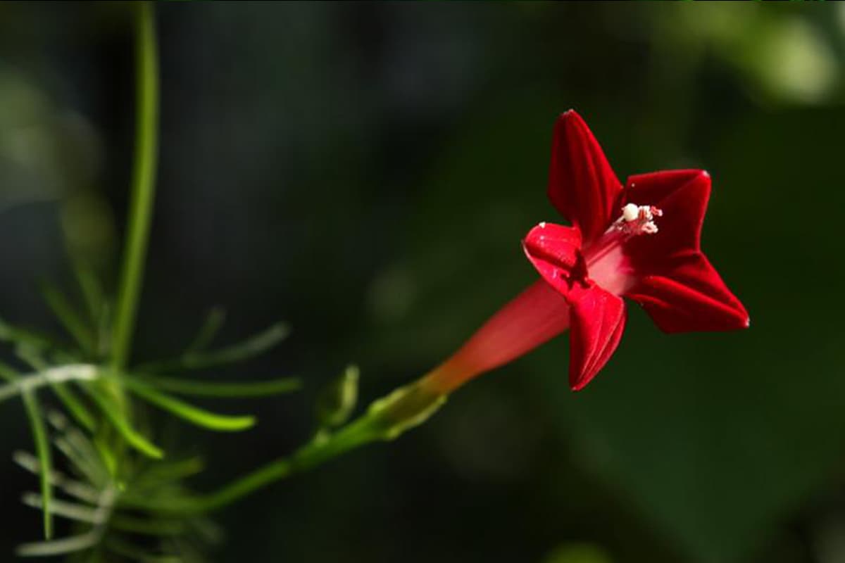 Ipomoea Quamoclit