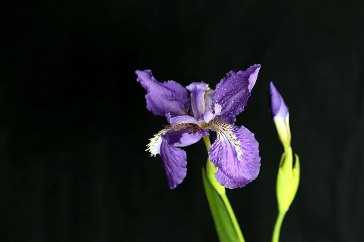 Iris Tectorum